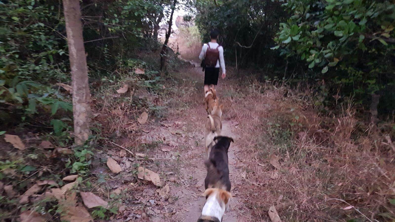Person walking dogs on forest path.