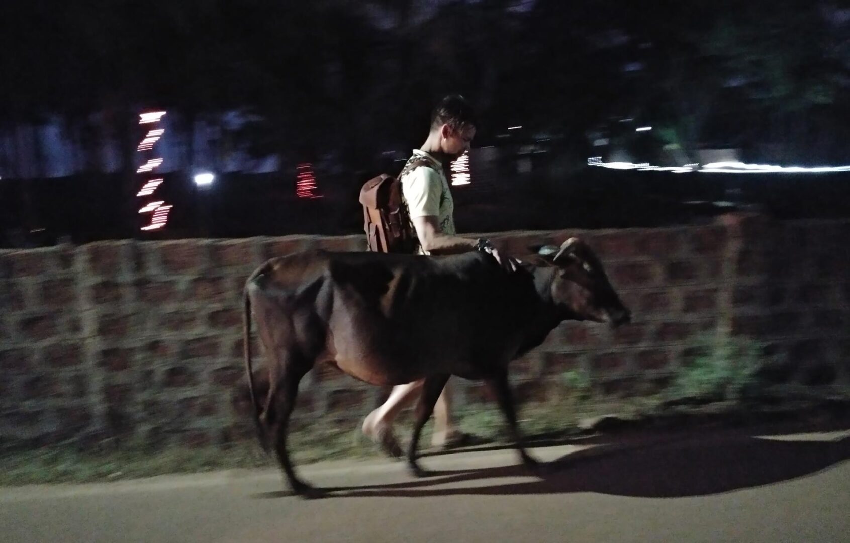 Person walking with a cow at night.
